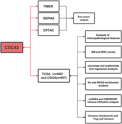 CDC42—A promising immune-related target in glioma